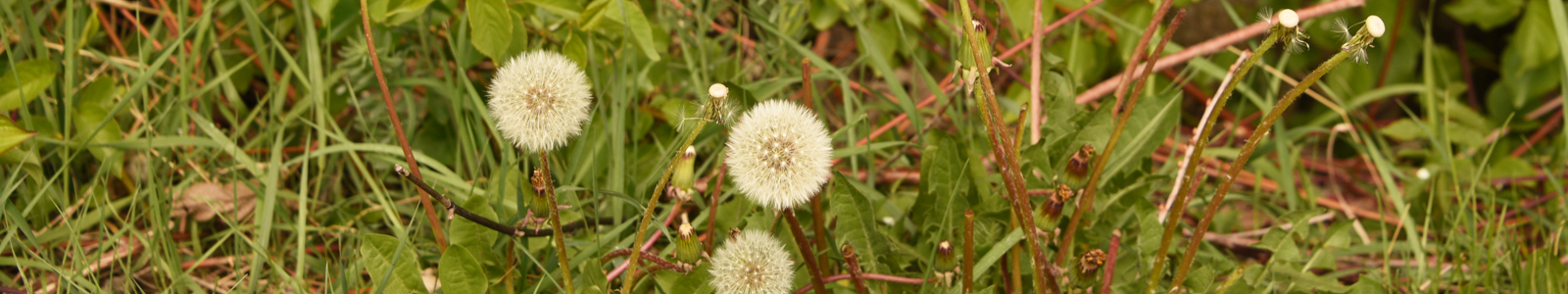 Löwenzahn, Pusteblume ©DLR